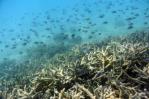 Los océanos están sufriendo un blanqueo masivo de los corales a nivel global, según NOAA