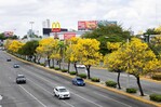 Roble amarillo, el árbol que embellece la ciudad de Santo Domingo Roble amarillo, el árbol que embellece la ciudad de Santo Domingo