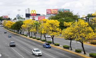 Roble amarillo, el árbol que embellece la ciudad de Santo Domingo