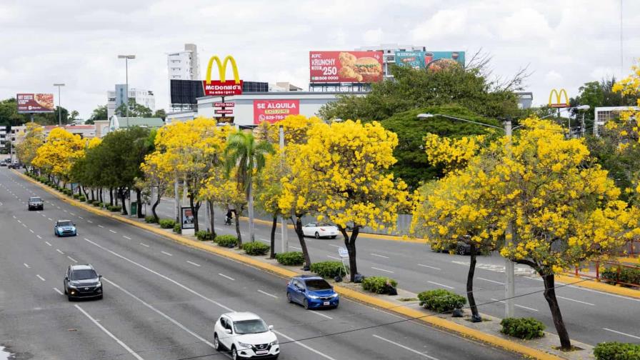 Roble amarillo, el árbol que embellece la ciudad de Santo Domingo