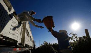 LULAC tilda de inhumano negar a trabajadores en Florida pausas contra el calor