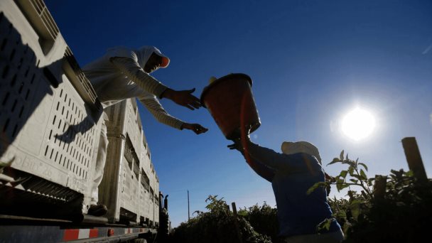 LULAC tilda de inhumano negar a trabajadores en Florida pausas contra el calor