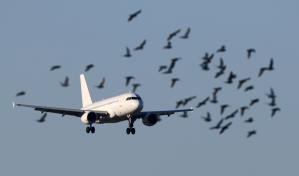 Un avión de United Airlines suspende su despegue de San Juan tras chocar con pájaros
