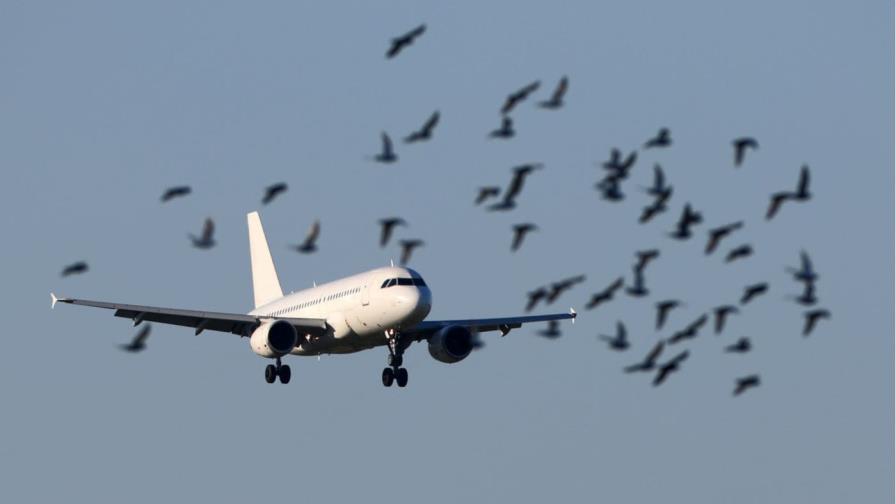 Un avión de United Airlines suspende su despegue de San Juan tras chocar con pájaros