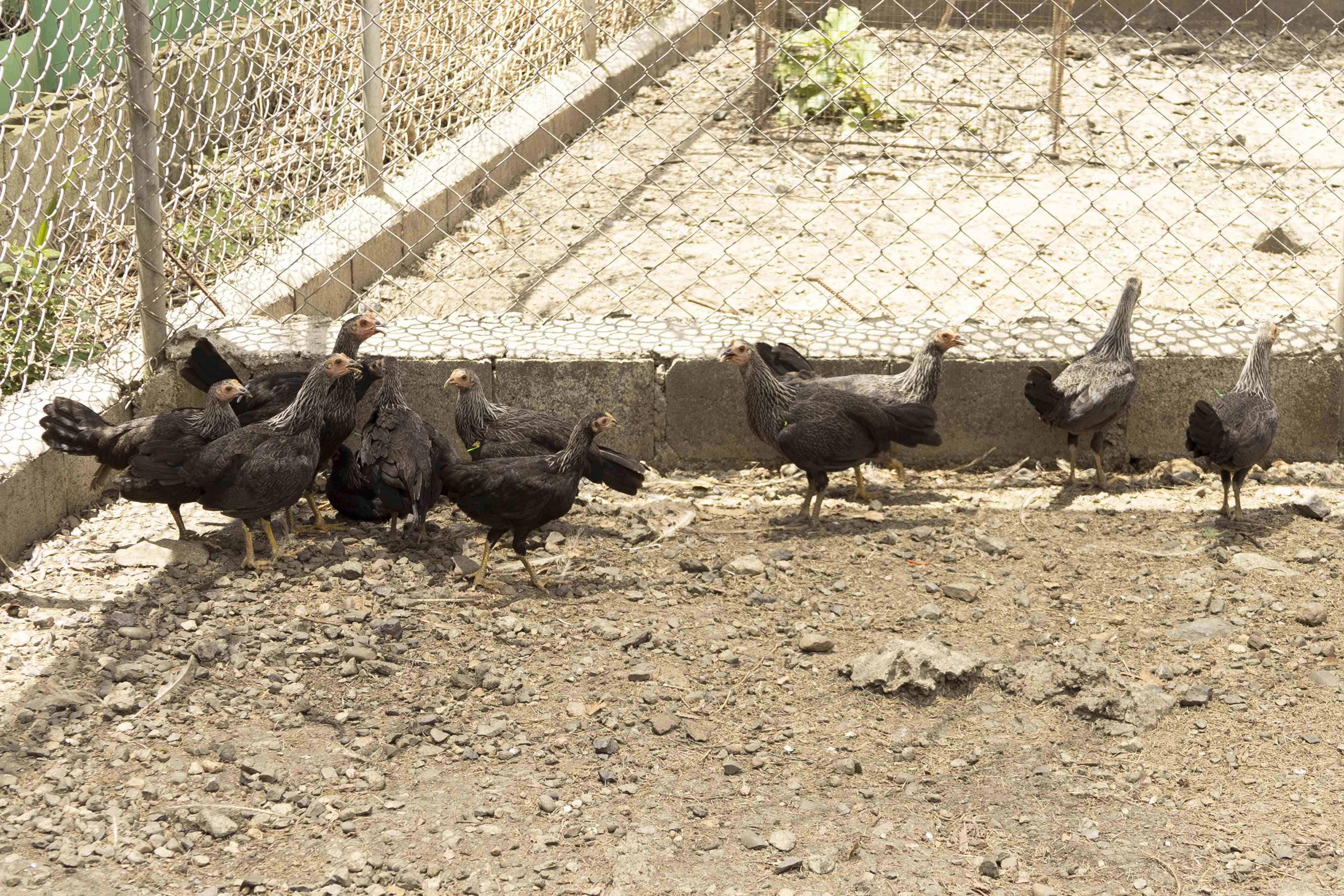 Pollos de crianza en la traba de José Izquierdo.