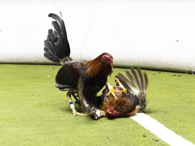Pelea de gallos: todavía en auge en remotos pueblos de India