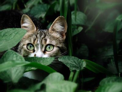 adolescentes condenados en Reino Unido por matar dos gatos