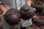 En Bolivia, la nuez amazónica es víctima de la deforestación En Bolivia, la nuez amazónica es víctima de la deforestación