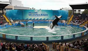 El Miami Seaquarium demanda al condado por la anulación del contrato de arrendamiento