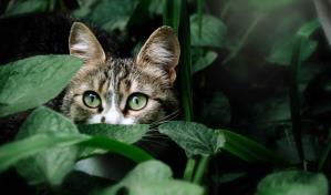 Dos adolescentes condenados en Reino Unido a un año y nueve meses de cárcel por matar dos gatos