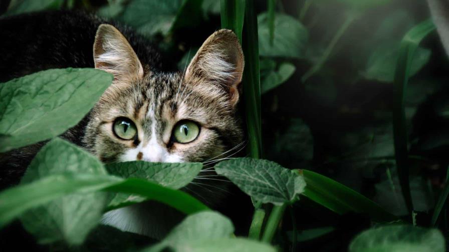 Dos adolescentes condenados en Reino Unido a un año y nueve meses de cárcel por matar dos gatos Dos adolescentes condenados en Reino Unido a un año y nueve meses de cárcel por matar dos gatos