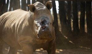 Autoridades del este de Sudáfrica recortan los cuernos de rinocerontes para evitar su caza