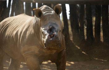 Autoridades del este de Sudáfrica recortan los cuernos de rinocerontes para evitar su caza