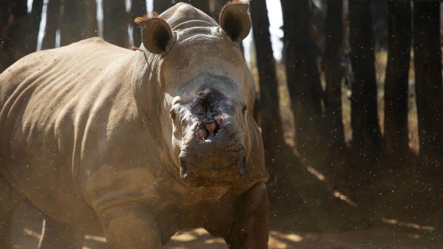 Autoridades del este de Sudáfrica recortan los cuernos de rinocerontes para evitar su caza
