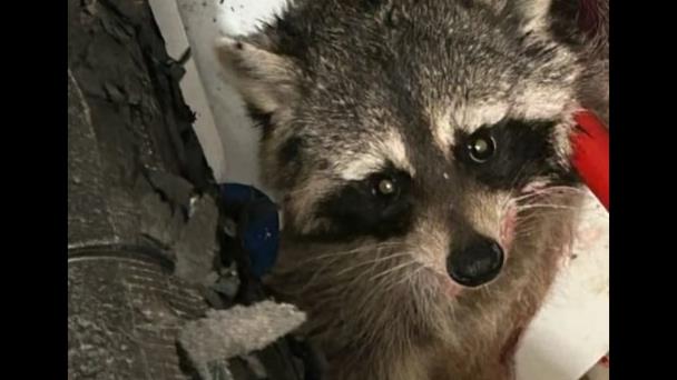Mujer de 75 años y su perro fueron atacados por mapache en Florida
