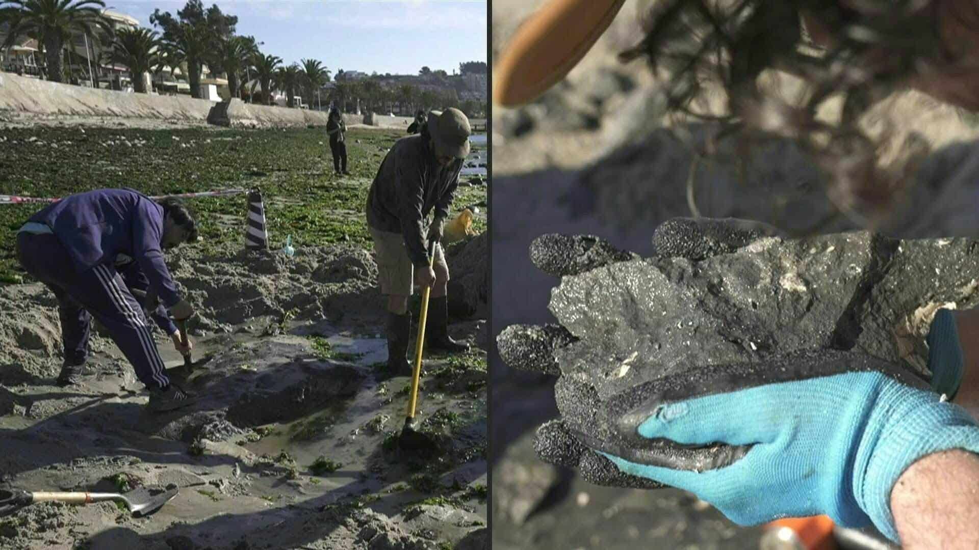 Un diente y un reptil marino