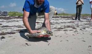 Liberan a dos tortugas marinas verdes en los Cayos de Florida por el Día de la Tierra