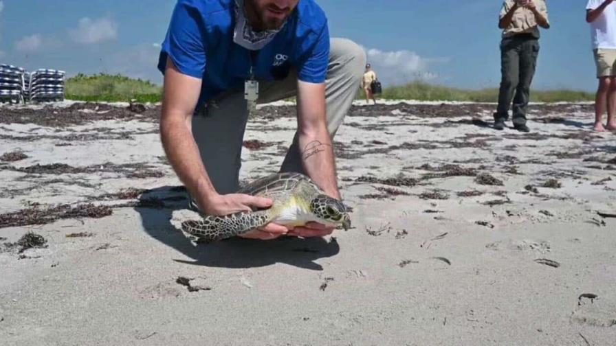 Liberan a dos tortugas marinas verdes en los Cayos de Florida por el Día de la Tierra