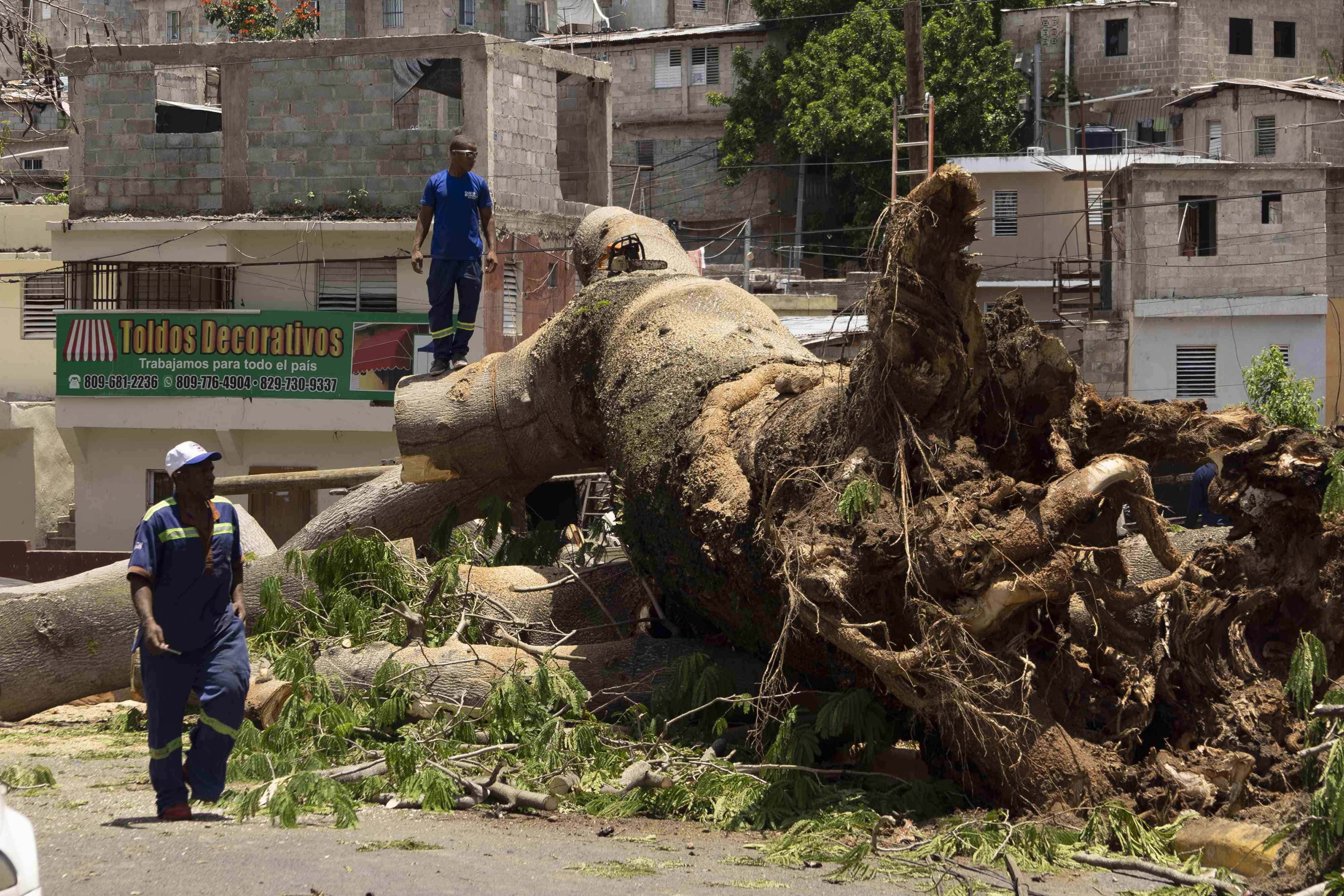 El tronco del árbol es la parte más dificil de cortar. 