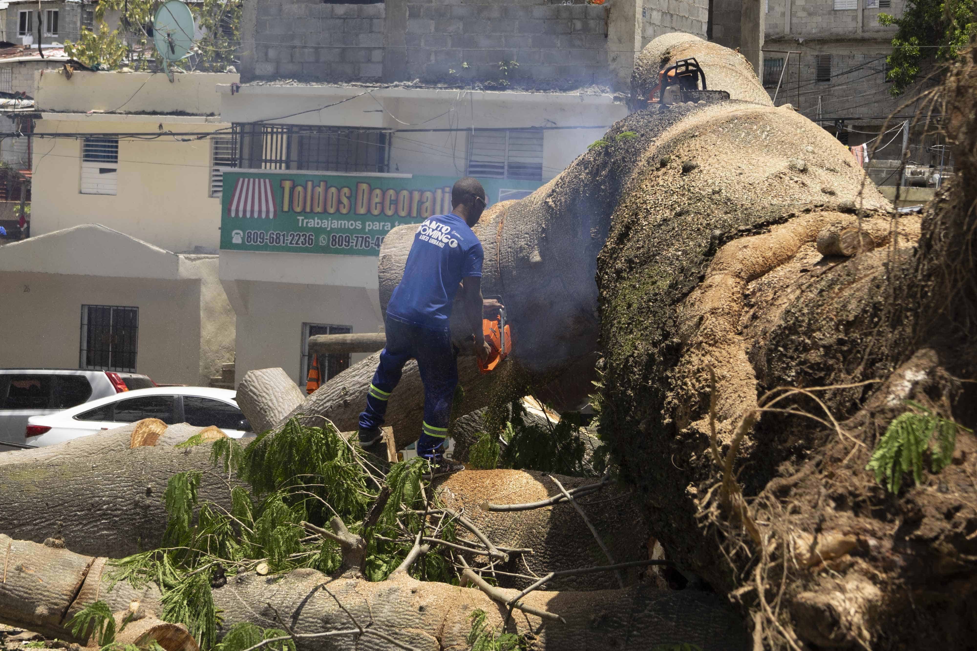 Trabajadores de la Alcaldía del Distrito Nacional cortan las rmas del árbol.
