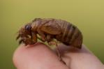 Cigarras son tan ruidosas en un condado de Carolina del Sur que los residentes llaman a la policía Cigarras son tan ruidosas en un condado de Carolina del Sur que los residentes llaman a la policía