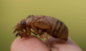 Cigarras son tan ruidosas en un condado de Carolina del Sur que los residentes llaman a la policía