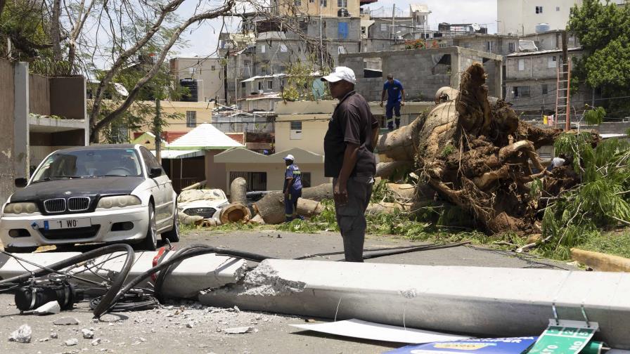 Caída de gigantesco árbol afectó el tránsito en Los Ríos