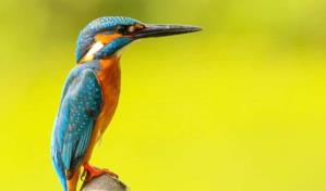 El ritmo del canto de las aves puede tener una base genética