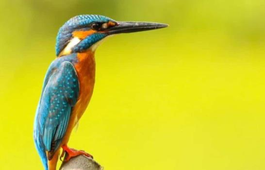 El ritmo del canto de las aves puede tener una base genética