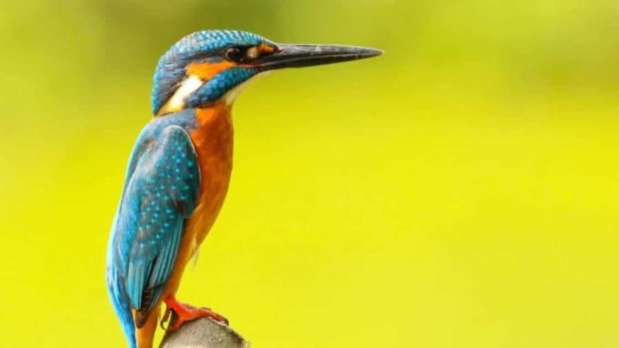 El ritmo del canto de las aves puede tener una base genética