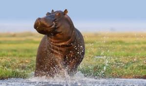 El hipopótamo que vino de México como macho y en Japón resultó ser hembra