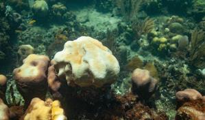 El Acuario Nacional: ¿un "Arca de Noé" para los corales de República Dominicana?