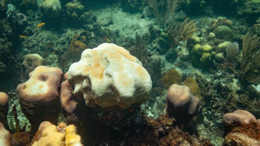 El Acuario Nacional: ¿un “Arca de Noé” para los corales de República Dominicana?