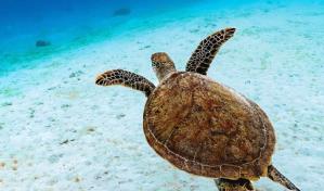 Medio Ambiente establece área de protección especial para tortugas en Bávaro