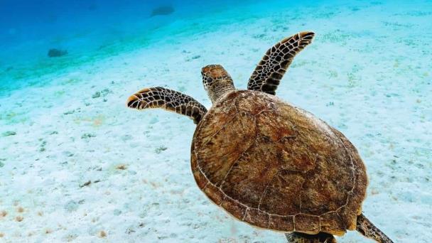Medio Ambiente establece área de protección especial para tortugas en Bávaro