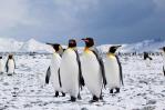Seis curiosidades de los pingüinos a propósito de su día Seis curiosidades de los pingüinos a propósito de su día