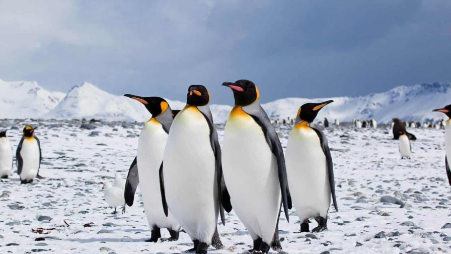 Seis curiosidades de los pingüinos a propósito de su día