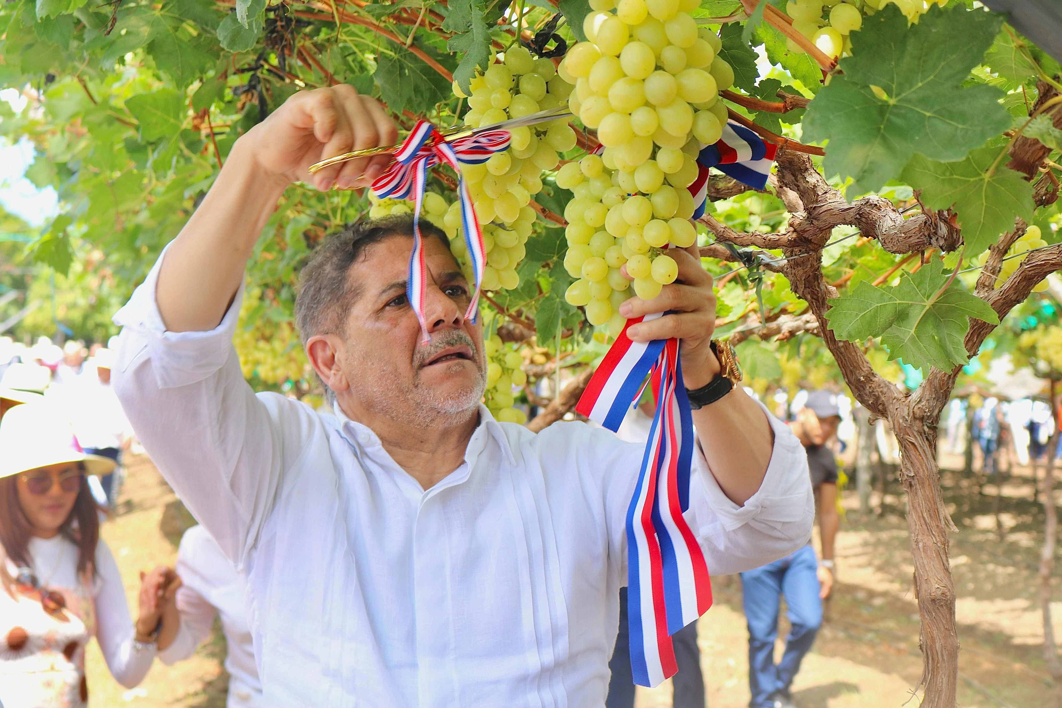 Cruz realizó un acto para simbolizar el inicio de la cosecha de uvas en el país.