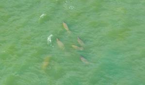 Documentan manatíes hidratándose en las aguas contaminadas Yaque del Norte