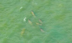 Documentan manatíes hidratándose en las aguas contaminadas Yaque del Norte