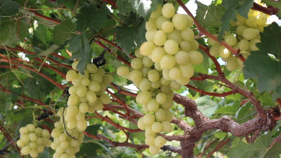 Siembra de uvas de mesa genera 27,000 empleos directos en la República Dominicana