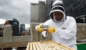 Nueva York va a proteger a sus abejas con hoteles y b&uacute;nkeres