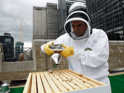 Nueva York protegerá a sus abejas con hoteles y búnkeres
