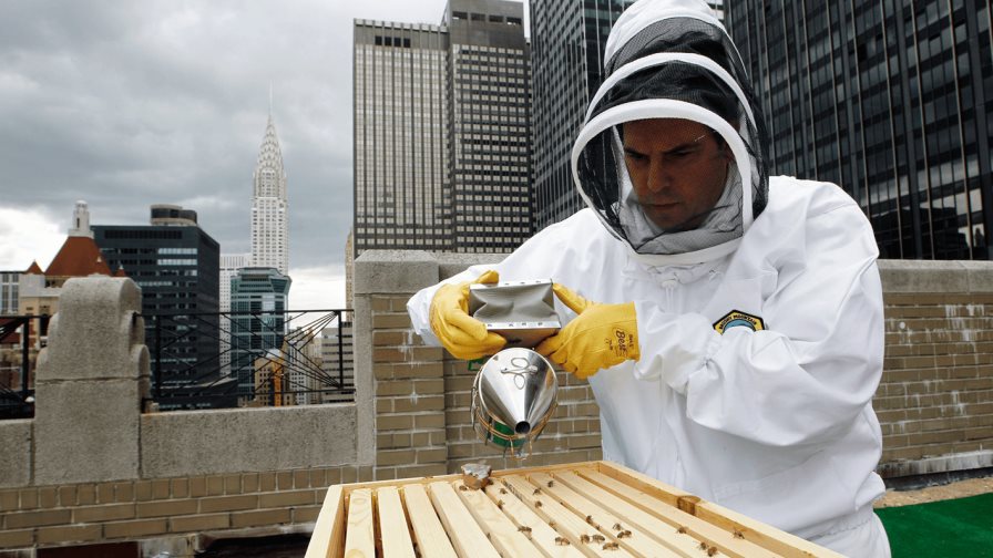 Nueva York va a proteger a sus abejas con hoteles y búnkeres