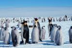 En la Antártida, los pingüinos emperador están sufriendo el calentamiento global En la Antártida, los pingüinos emperador están sufriendo el calentamiento global