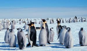 En la Antártida, los pingüinos emperador están sufriendo el calentamiento global