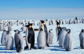 En la Antártida, los pingüinos emperador están sufriendo el calentamiento global