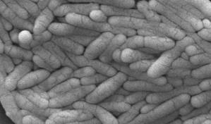 Autoridades de EEUU emiten norma para reducir salmonella en productos de pollo congelados