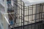 Padres acusados de abuso infantil luego de encerrar a su hijo con autismo en una jaula de metal Padres acusados de abuso infantil luego de encerrar a su hijo con autismo en una jaula de metal