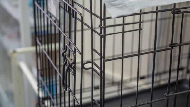 Padres acusados de abuso infantil luego de encerrar a su hijo con autismo en una jaula de metal